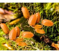 Generic Giant Orange Isopods, 15 Live, Bioactive Clean Up Crew, Terrarium/Vivarium Maintenance, Reptile, Insects, 0.0075 kg