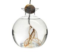 Generic Glass Avocado Vase - Modern Transparent Round Plant Pot for Home Office Decor