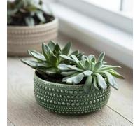 Generic Green Textured Ceramic Bowl Planter, Glazed Dark Green Round Bulb Succulent Pot, Castello Medium Bowl Planters