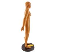 Generic Human Body Acupuncture Model for Teaching and Massage, Clear Lettering, PVC Material, Available in Male and Female Models, 50cm/19.7in, 53cm/20.9in (Woman)