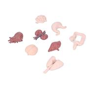 Generic Human Organ Model Body Anatomy Educational Tool Human Torso Anatomy Model with Brain Heart Lungs Liver Stomach Intestines Kidneys for Teaching Study Patient Explan