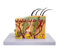 Generic Human Skin Model 35X Enlarged, Anatomical For Study, 7.7 X 4.6 X 6.3 In, 25 Markings, Pvc