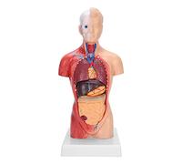 Generic Human Torso Model Discover Inner Function High Teaching Value Detachable Internal Organs 100% 11in for Education