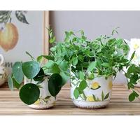 Generic Lemon Pattern Plant Pots, White Plant Pots, Succulent Plant Pots, Lemon & Green Leaves Mediteranean Style Plant Pot Covers, Pottery Planter, Limone Pot (Large 13 x 13.5cm)