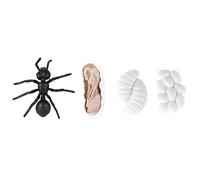Generic Life Cycle Figurines Educational and Growth Model Toy for Kids Learning 4 Pieces (#2)
