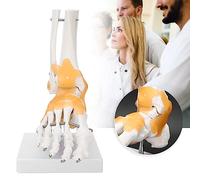Generic Life Size Anatomical Foot Model with Artificial Ligaments, Educational Foot Skeleton Model on Base, Ideal for Teaching Human Structure, 9.4 X 4.7 X 7.9in, PVC Material
