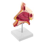 Generic Nasal Cavity Model Nose Anatomy Teaching Model, Plastic and Metal, with Stand, for Anatomy Classroom and Clinical Settings, Students and Therapists
