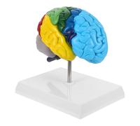 Generic Scale Right Hemisphere Anatomical Medical Model for Students Science Classroom Teaching Educational Tool with Color Labeled Regions and Easy to Clean