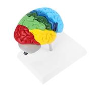 Generic Scale Right Hemisphere Brain Model Detailed Human Anatomy Teaching Aid for Lifelike Design with Color Annotations for Learning