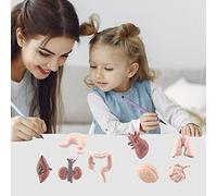 Generic Simulation Human Body Organs Models Educational DIY Toys for Kids, 3D Anatomy Teaching Aids for Classroom Learning, PVC Material, 6 * 4cm, 8pcs Set for Preschool Education (Graphic color)