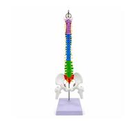 Generic Spine Display Human Spine Model Skeleton Vertebral Column Teaching with nerve roots and disc for accurate reference suitable for , 45CM , style to 2