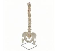 Generic Spine Human Spine Model With Pelvis Vertebral Column Skeleton Display Model PVC Construction On Metal Base suitable for medical classroom chiropractic presentation