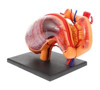 Generic Stomach Anatomical Model Teaching Aid Realistic Human Organ Educational Puzzle for Students Teachers Portable Lightweight Sciences Demonstration Tool for School