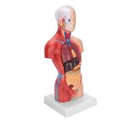 Generic Teaching Internal Organs Model Human Body Structure Improve Understanding 28cm PVC Material Ideal for Biology Education