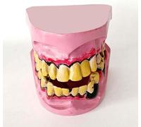 Generic Tooth Model Is a Must for Dental Teaching. Clear Anatomical Structure Display. Oral Care Demonstration Model. Special Tool for Dentist Teaching. (A )