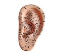Generic Training Instruments for Ear : Model for Massage Demonstrations and Spa Learning, Left