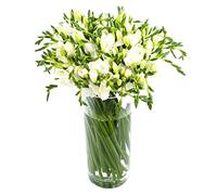 Generic White 20 Stems Freesias Bouquet - Fresh Flowers Delivered UK, Expertly Arranged, 7 Day Freshness Guarantee, Eco Friendly