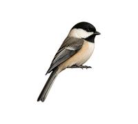 Generic Wooden Bird Perch Corner Decor Rustic Chickadee Door Frame Art | Perch Shelf Accent Matte Wood Finish Natural Multi-Color 3.94x3.15in