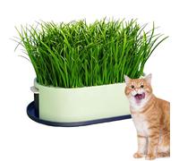 Generico Cat Tray | Planting Tray, Cat Growing Station - Cat Snacks for Kittens Eating Pets, Indoor Table Cage