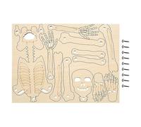 Generico Human Body Model for Children | Assembled 30 cm, Skeleton Figure Model Educational Structure Human Body for Study Children Science Teaching Class Halloween