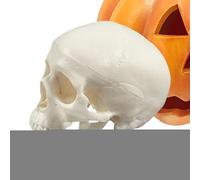 Générique Anatomical Skull | Small Skeleton Skeleton Skeleton Skull Realistic Halloween Decorations Teaching Learning Artistic Projects Anatomy Science