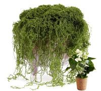 Générique Artificial Moss, Realistic Plant Decor 300 g for Decoration - Decorative Vegetation for Indoor Green - Succulent Terrarium Aquarium Wall Home Decoration