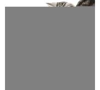 Générique Cat Toy Bird Fighting Interactive Stimulation Anti Boredom with Natural Bird Sound for Cats and Dogs Indoor and Outdoor