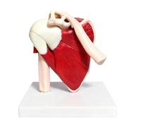 Générique Human Anatomy Model, PVC Shoulder Learning Aid, Anatomical Display for Teacher Training, Realistic Bone Detailing, Healthcare Study Category, Educational Demonstration for Boys Girls