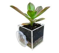 Générique Window Planter - Clear Acrylic Vase | Planter with Drainage Hole, Ideal for Window Sill, Indoor and Outdoor, Patio, Garden and Balcony.