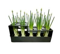 Generisch Green Onion Planter - 16 cm Hydroponic Propagation Vessel, Soil Less Growing Container for Windowsill Garden, Indoor Sprouting Kit | Harvest Fresh Produce Kitchen Counter Urban Farming Tool