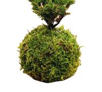 Generisch Moss Ball Flower Pot, Moss Ball Planter, Flower Holder, Green Plant Holder, Pot Bird Nest, Garden Decor for Home Garden Cafe Decoration