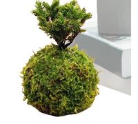 Generisch Moss Ball Flower Pot - Moss Planter, Natural Flower Planter, Pot Bird Nest, Bonsai Plant Container, Moss Garden Decoration for Garden Table Decoration and Accessories Indoors