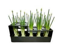 Generisch Spring Onion Night Herb Planter with Breeding Function | For the kitchen windowsill, green onion plants for indoors, for windowsill, garden, kitchen, household, worktop
