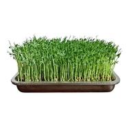 Generisch Sprouts Growing Stainless Steel Large Capacity