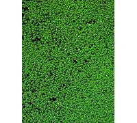 Generous 200g + DUCKWEED Floating Pond Plants FROGS FISH WELL ESTABLISHED