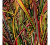 Gengahr : Where Wilderness Grows VINYL 12" Album (2018) NEW Amazing Value