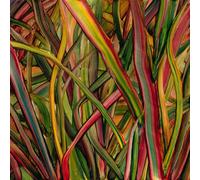 Gengahr Where Wildness Grows LP Vinyl NEW