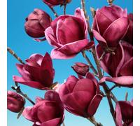 Genie Outdoor Shrub Plant Magnolia Bush Flowering Garden Plants 2L Pot 30cm Plant Theory Green One Size