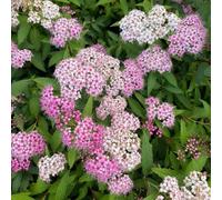 Genpei Joseph's Coat Outdoor Shrub Plant Spiraea Japonica 2L Pot Plant Theory Green One Size