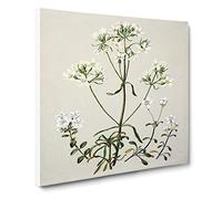 Gentiana Flowers by Sarah Featon Canvas Print | Gallery Wrapped 30mm Frame Wall Art | 14x14 inches | Ready to Hang | Modern Floral Picture | Living Room Bedroom Lounge Office