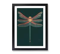 Gentle Dragonfly Framed Print | A2 Black Framed Wall Art | Ready to Hang | Modern Animal Picture | Living Room Bedroom Lounge Office