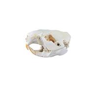 Genuine Beaver Skull Taxidermy Animal Bones Unique Animal Hunting Cabin Decor