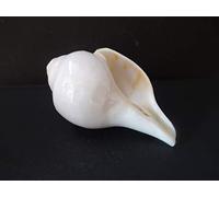 Genuine Blowing Shankh 6" Inch | Vamavarti BAJNEWALA Dattatreya Sacred Pooja Shankh | Laxmi Narayan Hindu Ritual Shankhnaad | Spiritual Worship Shell for Aarti & Puja