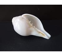 Genuine Blowing Shankh Vamavarti BAJNEWALA Dattatreya Sacred Shell - Loud & Big Blowing Shankh 7 Inch - Laxmi Narayan Pooja Shankh for Hindu Rituals & Worship