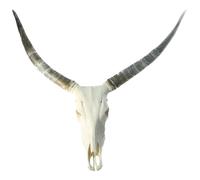 Genuine Cattle Skull with Long Paired Ox Horn | Horn Natural Rough Finish | Wall Mountable | Wall Sculpture Taxidermy for Home and Office Decoration