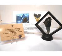 Genuine Partial Megalodon Shark Tooth in Floating Frame w/COA