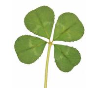 GENUINE REAL 4 FOUR LEAF CLOVER WEDDING FAVOUR WITH CERTIFICATE OF AUTHENTICITY