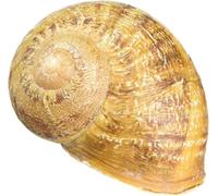 geo-versand 50 x Giant Vineyard Snail Shells Large Empty Snail Shells Vineyard Snail Cleaned Decorative Geocaching Aquarium