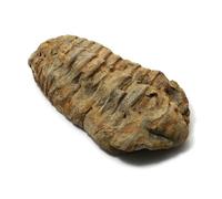 GeoFossils Calymene Trilobite Fossil - Authentic Prehistoric Specimen from Morocco (Size Varies)