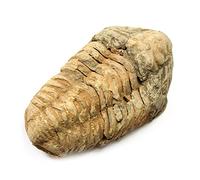 GeoFossils Calymene Trilobite Fossil c.300million years old From Morocco